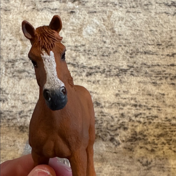 Shellac • horse - Picture 7 of 7